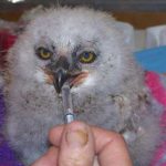 Baby great horned owl
