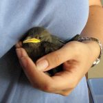baby bird in hand